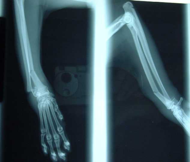 Cat With Foreleg Fracture