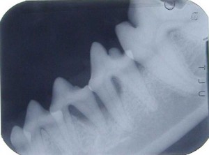 Canine Dental Radiograph