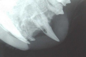 Feline Dental Radiograph