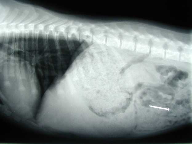 A Dog That Swallowed a Nail